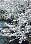 18-恩田川の桜