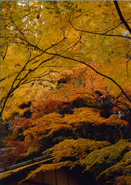 三渓園の秋