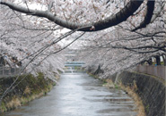 川の桜