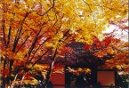 錦秋の京都