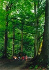 森の幼稚園